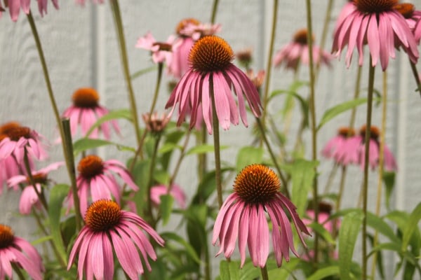 Harness the healing power of the flower garden by making echinacea flower infused honey to boost the immune system in this sweet home remedy.