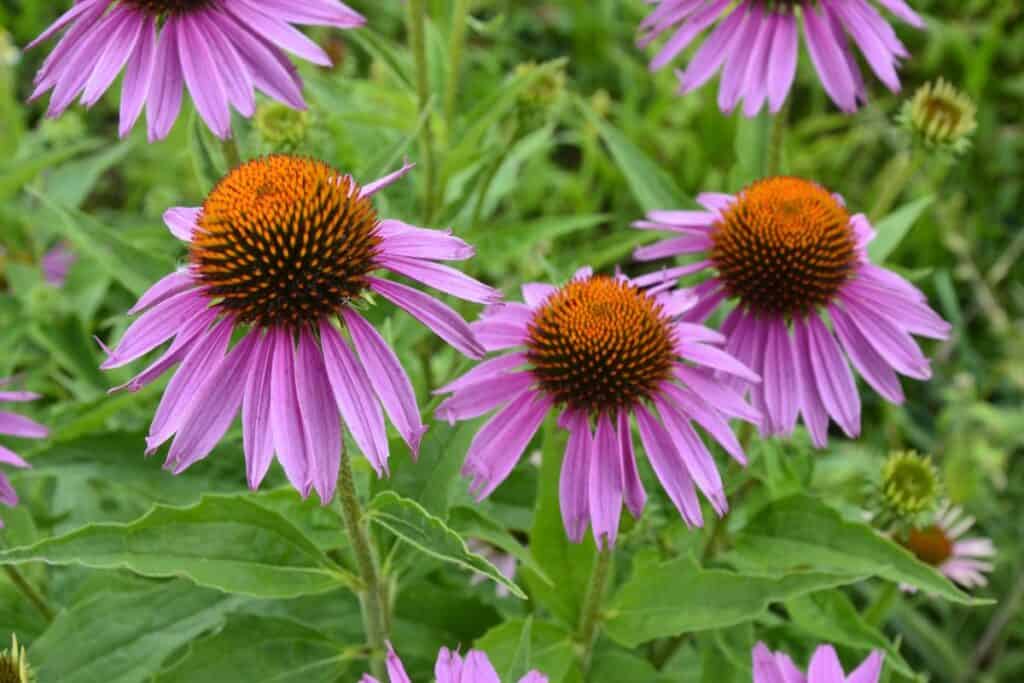 Purple coneflowers in bloom and growing in a garden.