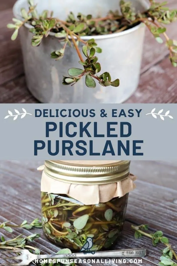 Three images stacked, on top a metal bucket full of fresh purslane leaves, in the middle a text overlay box stating: delicious & easy pickled purslane, on the bottom an image of A canning jar with brown paper over the lid, full of purslane stems in a pickling brine surrounded by fresh purslane and a fork on a table.