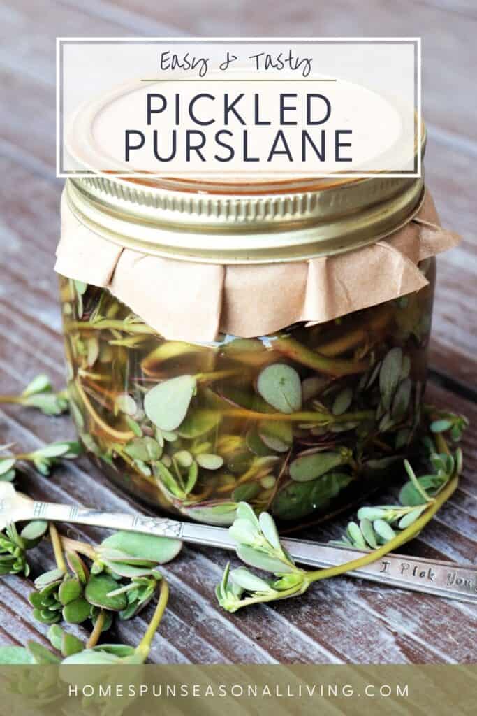 A canning jar with brown paper over the lid, full of purslane stems in a pickling brine surrounded by fresh purslane and a fork on a table with text overlay stating: easy & tasty pickled purslane.