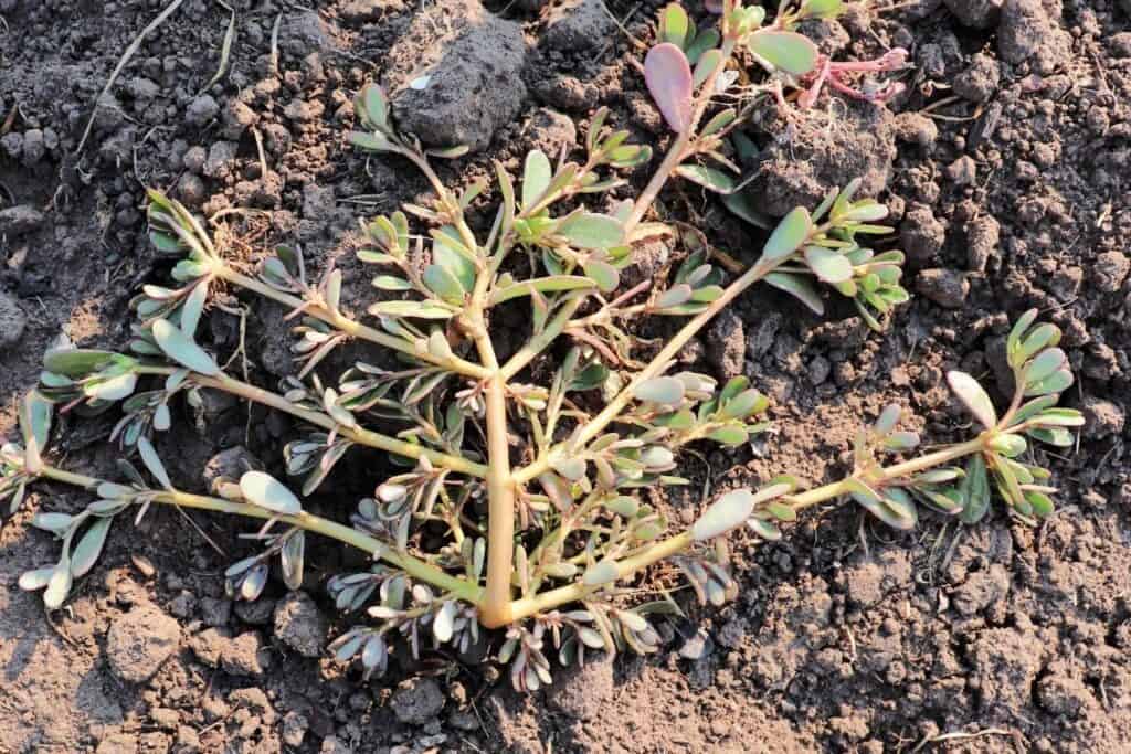 A purslane plant growing in the soil.