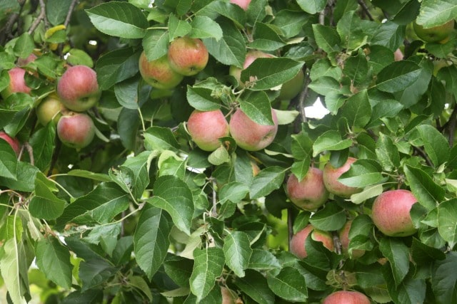 Preserve the abundance of fall apples for winter eating and gift giving with this lightly and naturally sweetened maple apple butter.