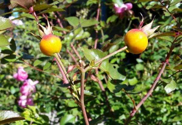 Make the most of the floral fruits of fall by using rose hips for food and medicine with these easy ideas for preservation and recipes.
