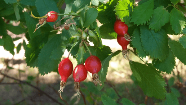 Make the most of the floral fruits of fall by using rose hips for food and medicine with these easy ideas for preservation and recipes.