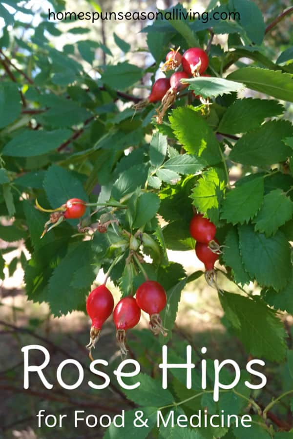 Wild Rose Hips for food and medicine ready to be harvested.