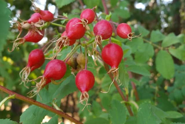 Red rose hips on bush.