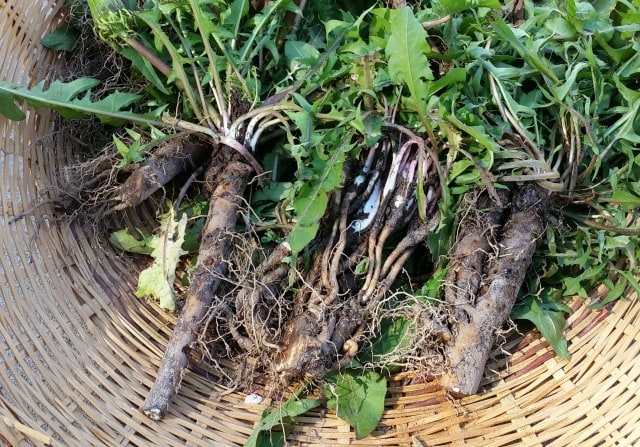 Make the most of fall's healing roots by making dandelion root infused honey to help the body flush toxins and aid digestion.