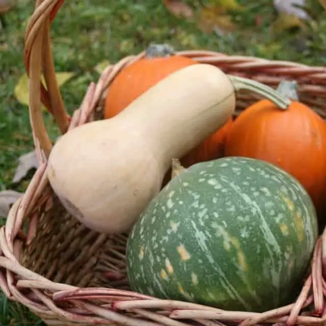 A basket of various winter squashes.