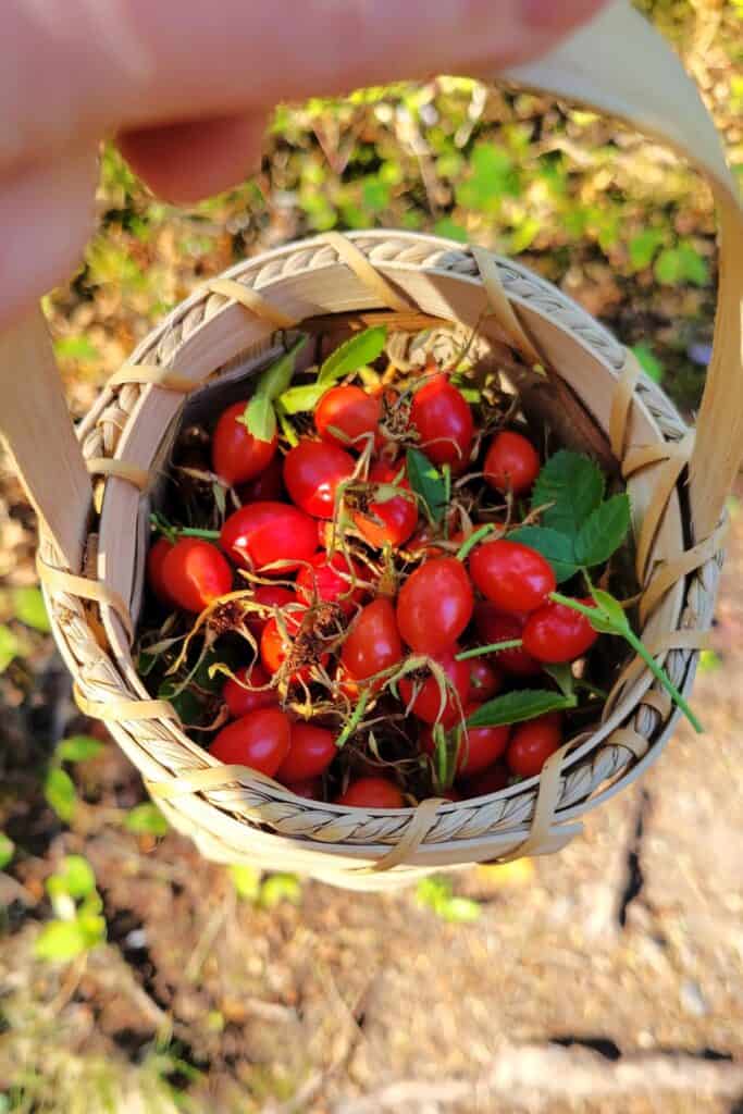 A woman's hand holds a small basket full of red rose hips.