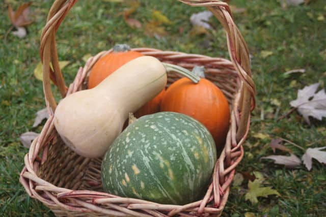 A variety of winter squashes in a basket.