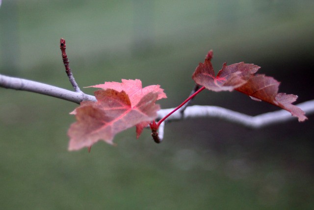 The season of dark days can be emotionally hard for many but naturally managing seasonal sadness is possible with these 5 methods.