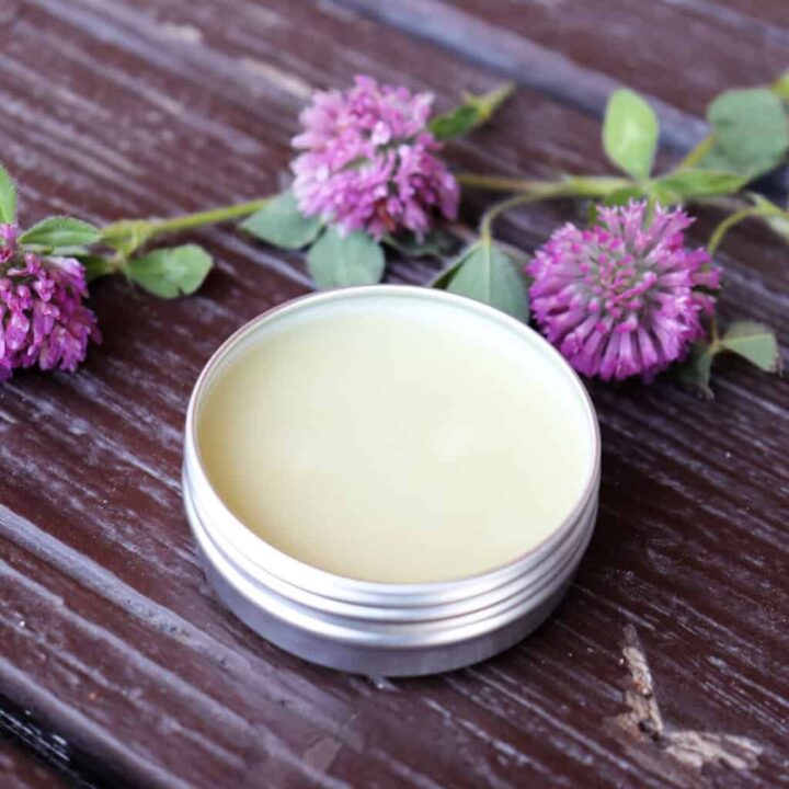 An open tin of salve sits on a table surrounded by fresh red clover blossoms.