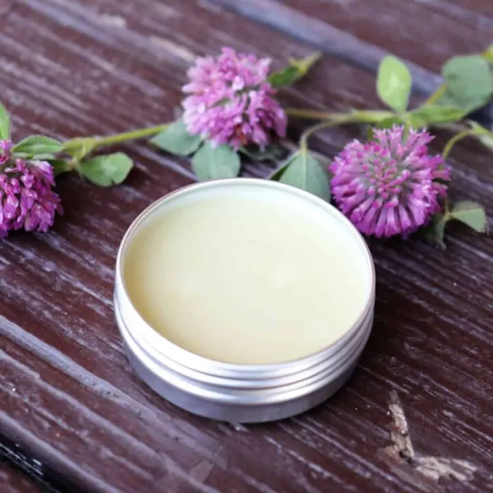 An open tin of salve sits on a table surrounded by fresh red clover blossoms.