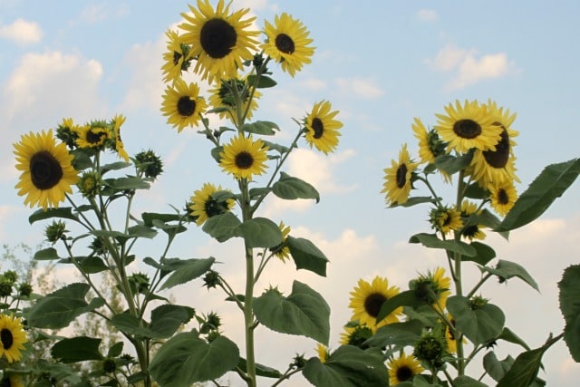 Sunflowers against a cloudy sky.