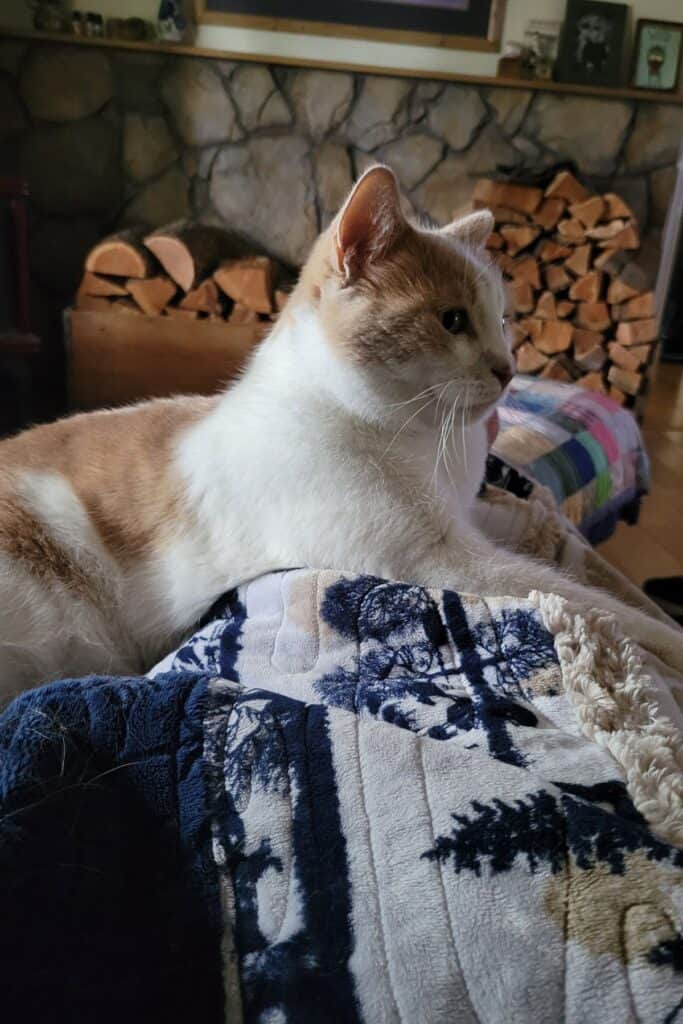 An orange and white cat sits outstretched over legs underneath a blanket. In the background are stack of wood. 