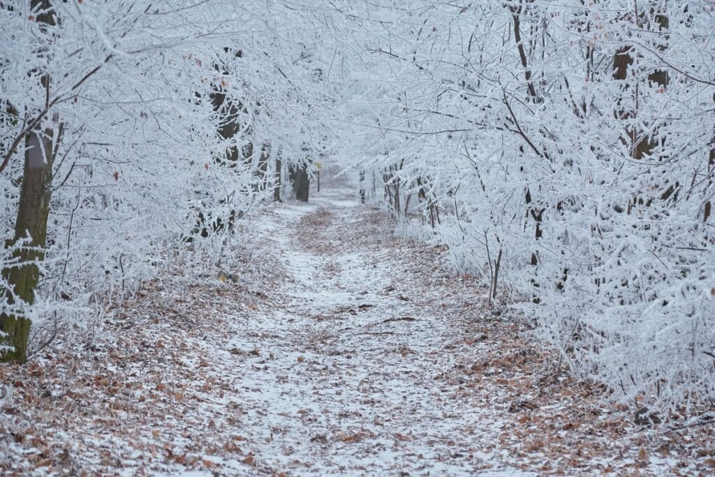 Trees with snow covered branches line a pathway covered in fallen leaves and snow. 