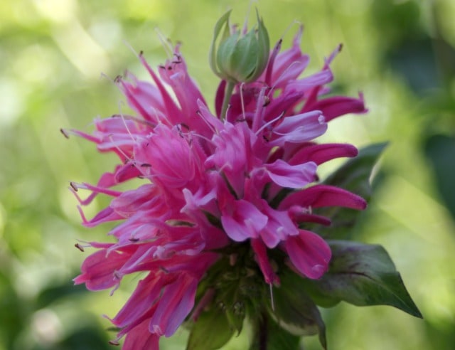 An edible and healing garden doesn't have to be all function and no form, fill it with these pretty and useful plants to delight the eye & body.