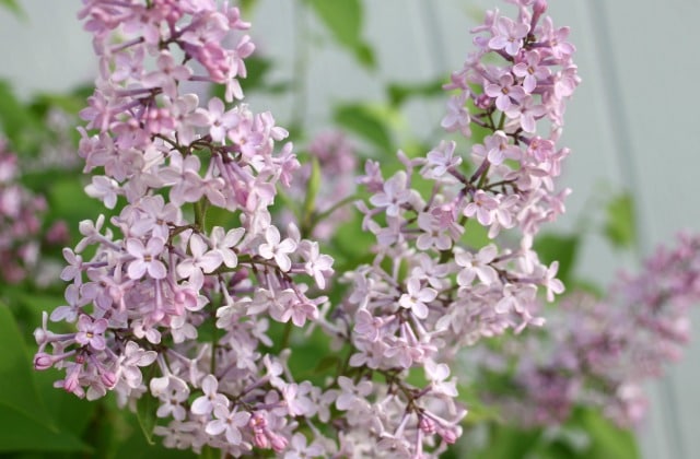 An edible and healing garden doesn't have to be all function and no form, fill it with these pretty and useful plants to delight the eye & body.