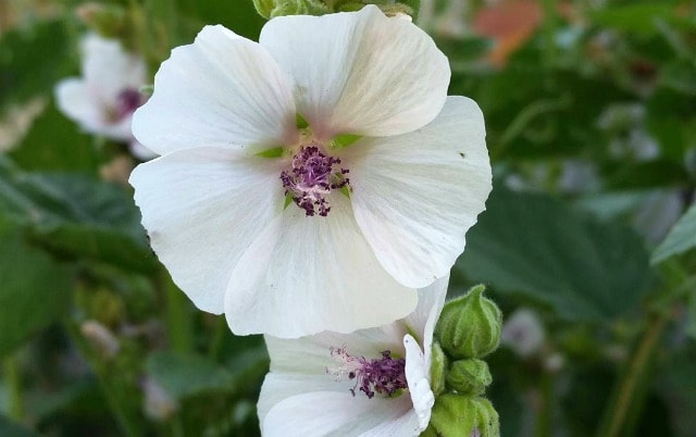 An edible and healing garden doesn't have to be all function and no form, fill it with these pretty and useful plants to delight the eye & body.