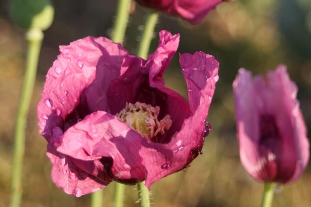 An edible and healing garden doesn't have to be all function and no form, fill it with these pretty and useful plants to delight the eye & body.