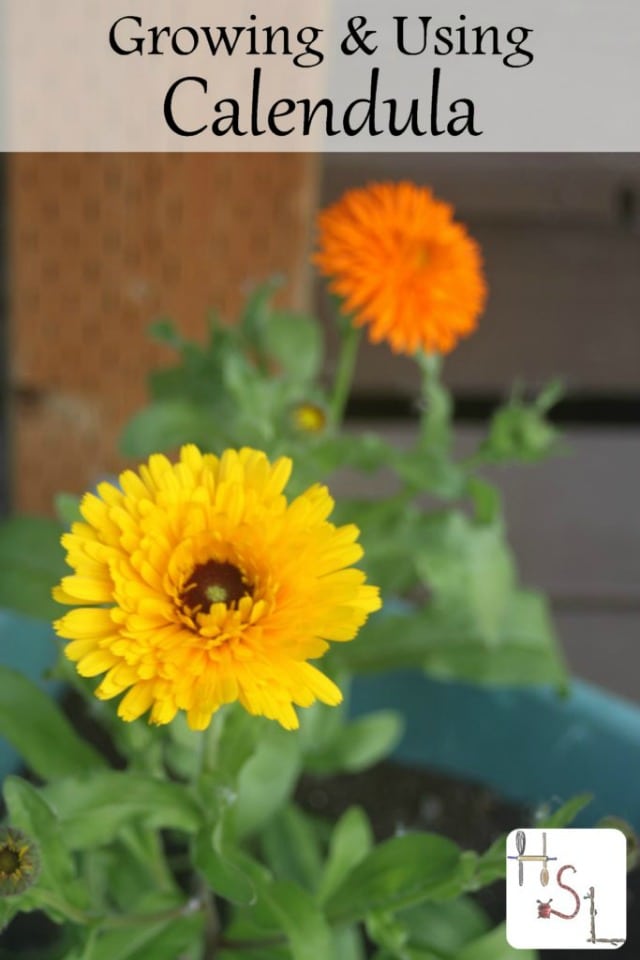 How to Grow Your Own Organic Calendula Flowers • Gardenary