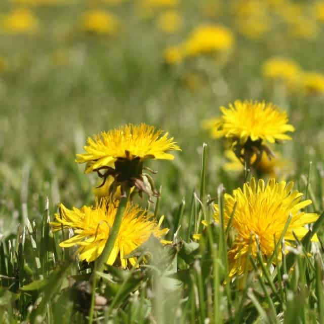 Blooming dandelions in the grass.