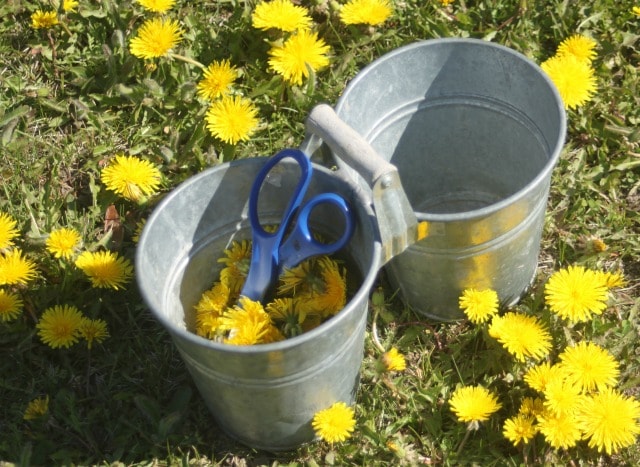 Silver bucket in a lawn surrounded by dandelion blossoms.