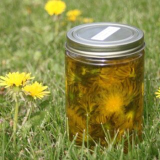 A jar full of dandelion flowers in oil sits in the grass next to growing dandelions.