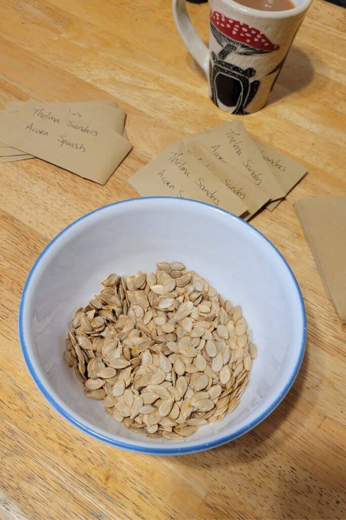 A white bowl containing seeds is seen from above. Surrounding the bowl are brown seed packets labeled 'Thelma Sanders Acorn Squash' and a cup of coffee.