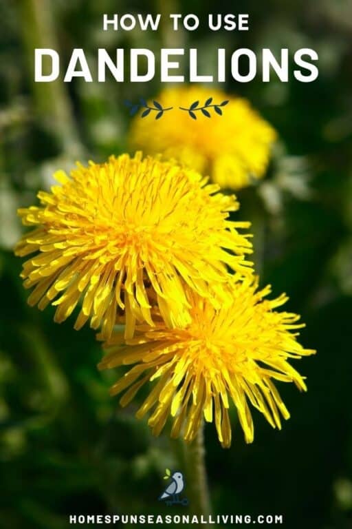 Using Dandelions for Food and Medicine Homespun Seasonal Living