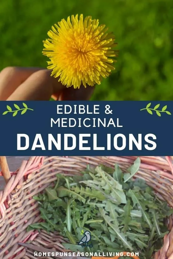 A hand holding a yellow dandelion flower, sitting on a text box stating edible & medicinal dandelions sitting on top of a basket full of green dandelion leaves.