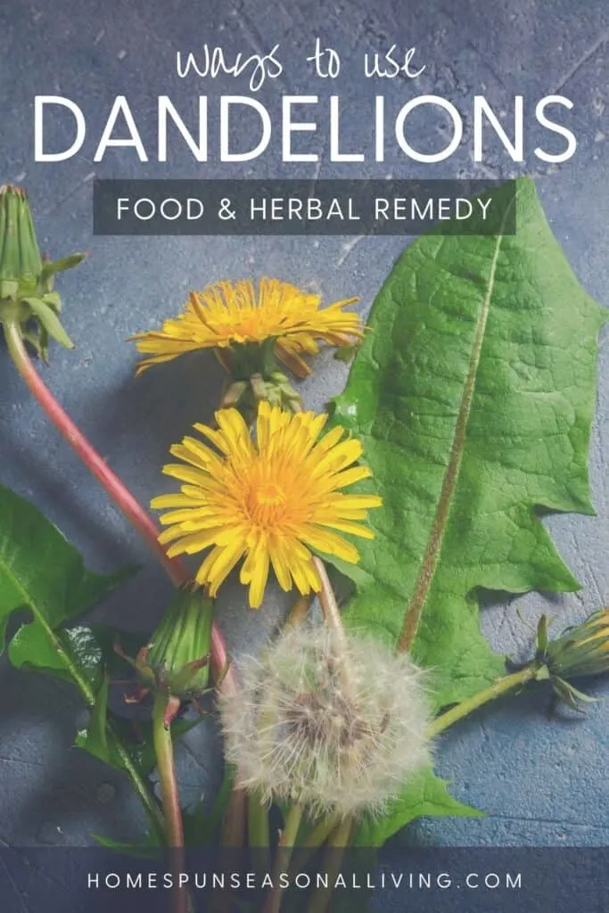 A dandelion seed head, blooming yellow dandelion flowers, and green dandelion leaves on a grey table with text overlay stating ways to use dandelions: edible & herbal remedy.
