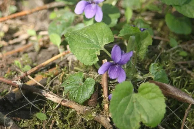 Use these 10 simple ideas and projects to grow herbalism skills that will help you care for your family and home naturally.