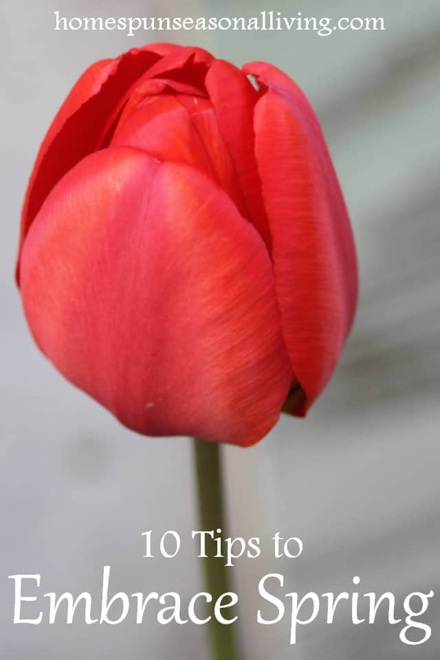 Red Tulip bud.