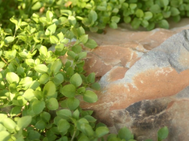 wild chickweed growing around a rock.