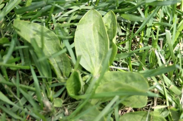 Plantain leaves in the grass.