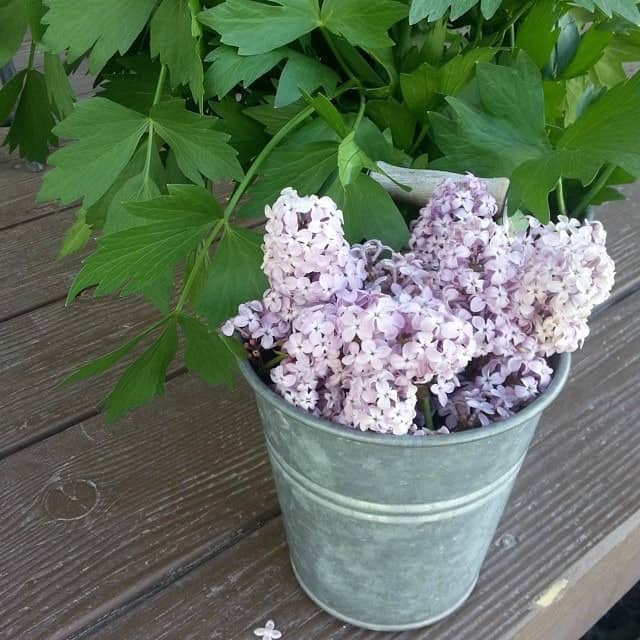 Ways to Eat Lilacs - Homespun Seasonal Living