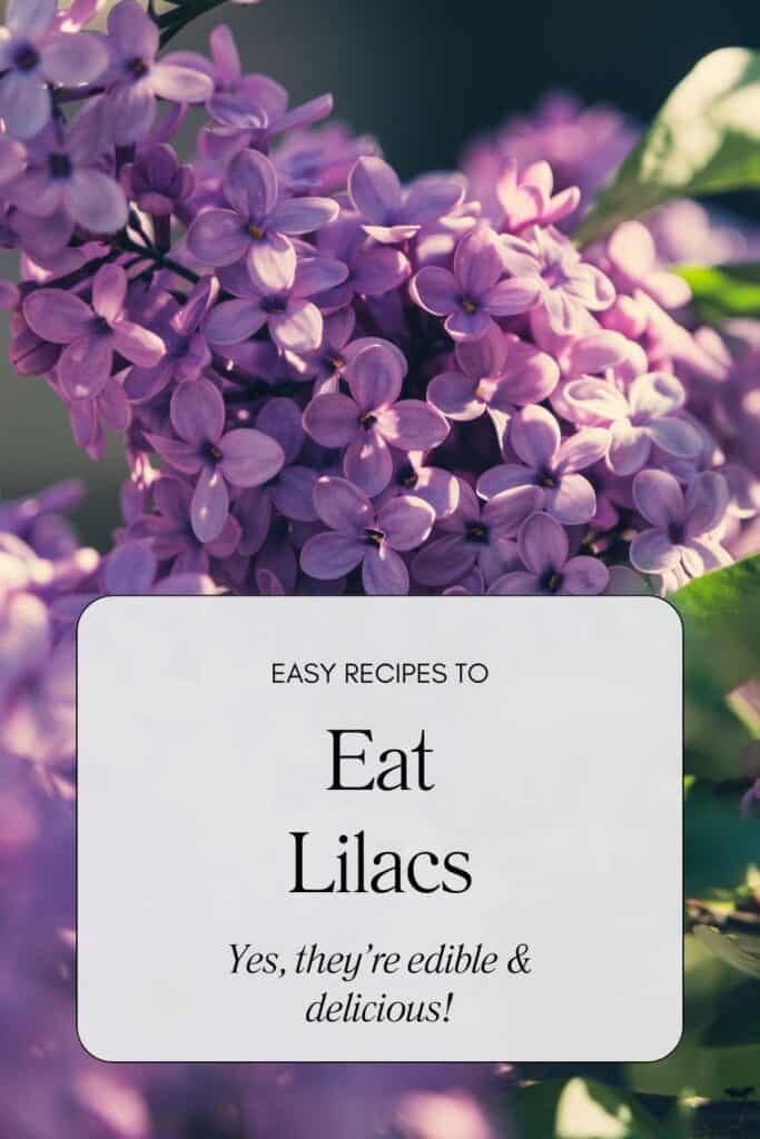 Lilacs in bloom on a bush. A text overlay box reads: Easy recipes to eat lilacs. Yes, they're edible & delicious.