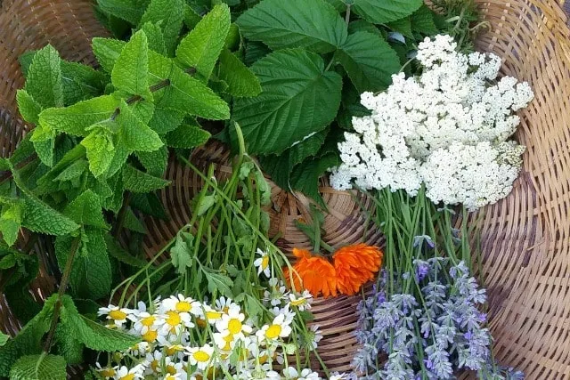 Herbs and flowers collected in a basket.