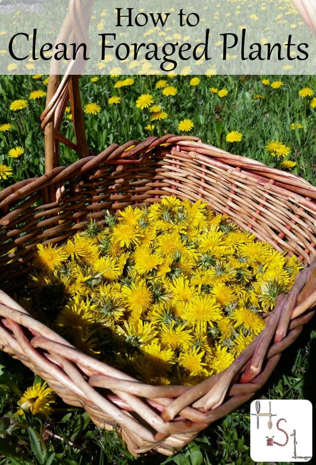 Clean foraged plants with this easy 4-step system to remove unwanted debris, insects, and more before eating or using for remedy making.