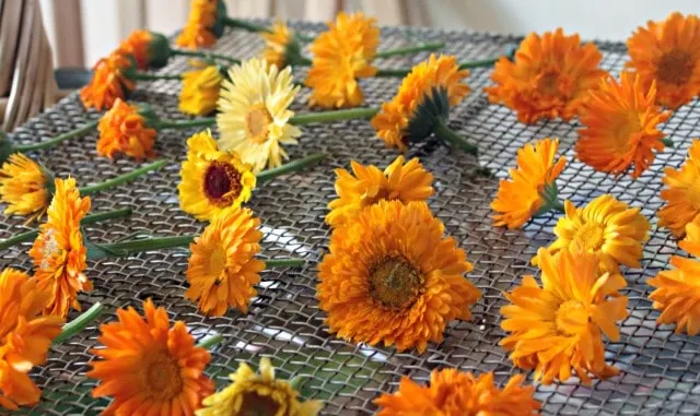 Calendula blossoms laid out on a wire screen.