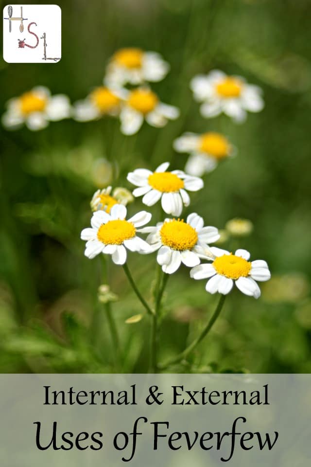 Get natural insect repellent, headache relief, and anti-inflammatory in one natural source by learning the external & internal uses of feverfew.