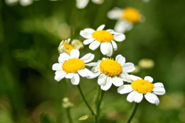 Get natural insect repellent, headache relief, and anti-inflammatory in one natural source by learning the external & internal uses of feverfew.
