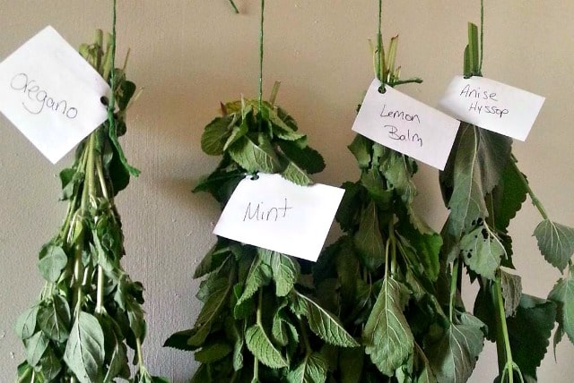 Herbs hanging to dry with labels attached to identify.