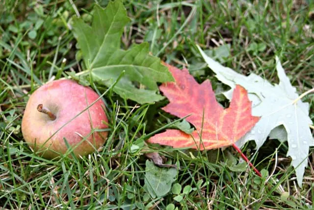 An apple with red and green leaves on the grass.