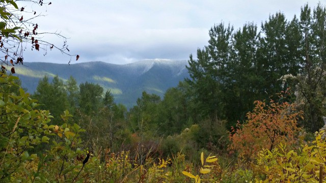 Trees with changing leaf colors and a cloud covered mountain in the background