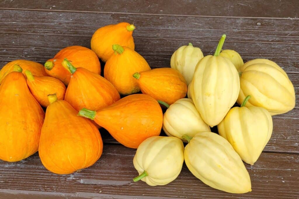 A variety of winter squashes sit on dark boards.