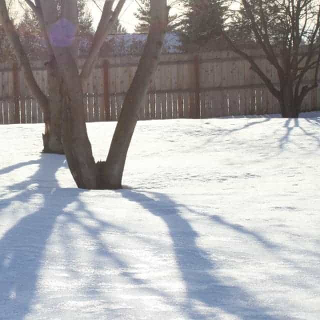 Tree trunks with shadows on the snow.