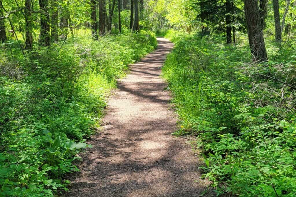 A path winds through the trees and undergrowth of a forest.