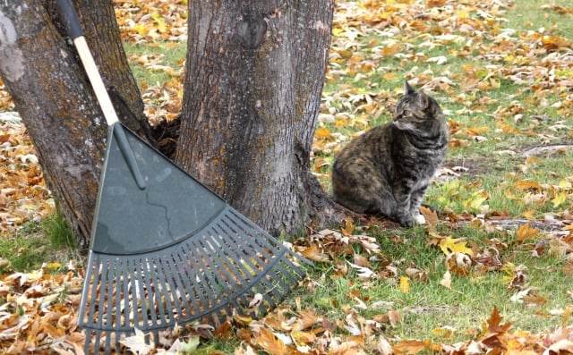 A rake popped up against tree trunk surrounded by autumn leaves on the grass and a striped cat.